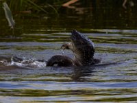 07-10-16-Nanjemoy-20870