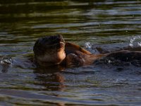 07-10-16-Nanjemoy-20878
