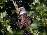 07-17-16-Tuckahoe-21256