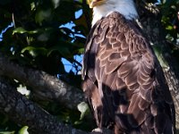07-17-16-Tuckahoe-21258