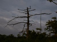 08-01-16-Alligator River-22373