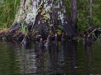 08-01-16-Alligator River-22418