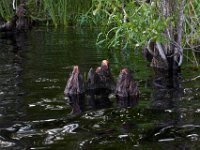 08-01-16-Alligator River-22441