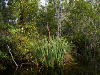 08-01-16-Alligator River-22536