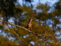 08-03-16-Indiantown Creek-23035