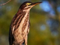 08-03-16-Indiantown Creek-23043