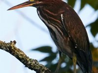 08-03-16-Indiantown Creek-23044