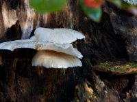 08-03-16-Indiantown Creek-23120