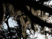 08-03-16-Indiantown Creek-23181