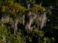 08-03-16-Indiantown Creek-23218