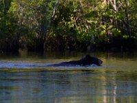 08-03-16-Indiantown Creek-23251