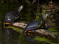 08-03-16-Indiantown Creek-23363