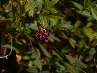 08-03-16-Indiantown Creek-23409