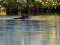 08-03-16-Indiantown-Creek-23250-email