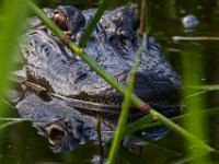 08-04-16-Alligator River-2-23568