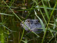 08-04-16-Alligator River-2-23579