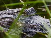 08-04-16-Alligator River-2-23680