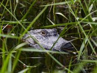 08-04-16-Alligator River-2-23686