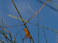08-07-16-Nanjemoy-23856