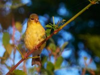 08-20-16-Mattawoman Creek-24574