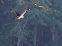 08-20-16-Mattawoman Creek-24877