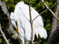 08-20-16-Mattawoman Creek-24964