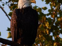 09-05-16-Nanjemoy-25654