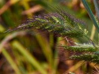 09-05-16-Nanjemoy-25724