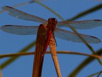 09-05-16-Nanjemoy-25737