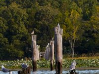 09-11-16-Mattawoman-26224