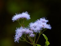 09-17-16-Piscataway-26398
