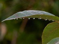 09-18-16-Shadding Reach-26688