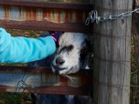 10-22-16-Larriland Farms-28816