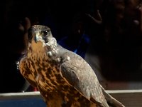 10-23-16-Renaissance Festival-29216