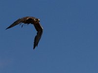 10-23-16-Renaissance Festival-29225