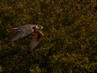 10-23-16-Renaissance Festival-29228