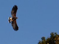 10-23-16-Renaissance Festival-29289