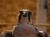 10-23-16-Renaissance Festival-29513