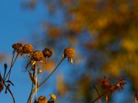 10-29-16-Mattawoman-20134