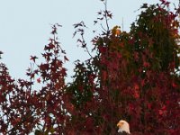 10-29-16-Mattawoman-29856