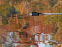 10-30-16-Broad Creek De-20594