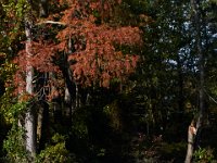 10-30-16-Broad Creek De-20785