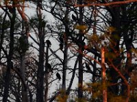 11-06-16-Blackwater-20862