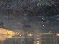 11-13-16-Piscataway-21798