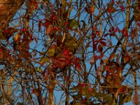 11-13-16-Piscataway-21852