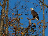 11-13-16-Piscataway-21909