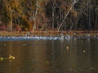 11-13-16-Piscataway-22013