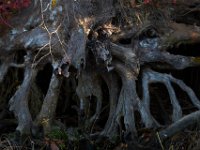 11-13-16-Piscataway-22063
