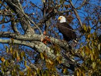 11-13-16-Piscataway-22206