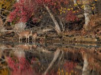 11-13-16-Piscataway-22315